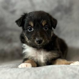 Ariel Girl-1 - Black tri-color female Australian Shepherd puppy in Mena, Arkansas from Fat-Bottom Farms