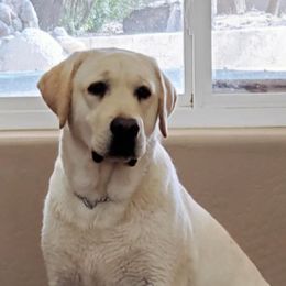 Labrador Retrievers from White Mountain Labradors