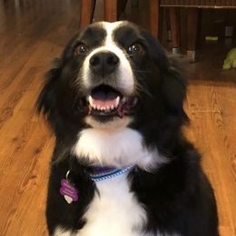 Marley  - Australian Shepherd