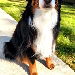 Ty - Miniature American Shepherd