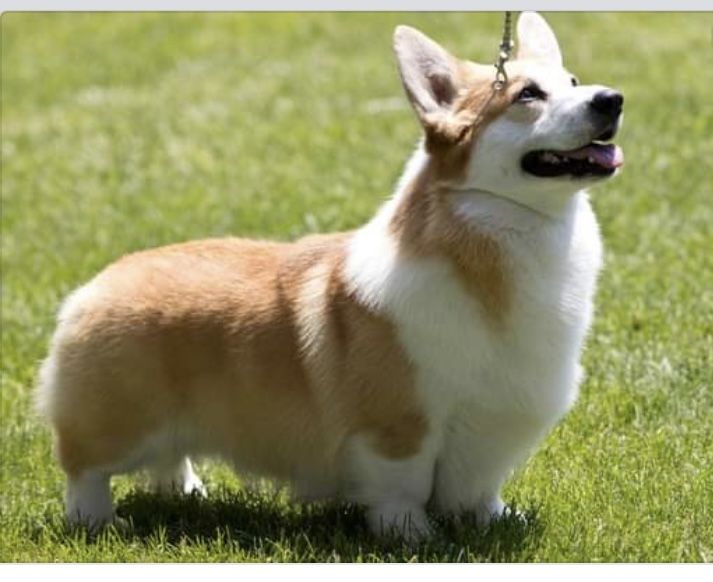 Diamond 2024 pembroke corgis