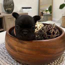 French Bulldog Puppies from Desert Madness Frenchies
