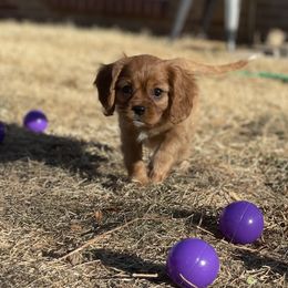 Cavalier King Charles Spaniel Puppies from Colorful Cavaliers