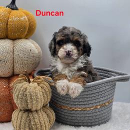Duncan - Blue merle male Bernedoodle puppy in Summerville, South Carolina from Channys Doodles