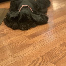 Sofie - Cocker Spaniel