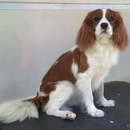 Hapa - Cavalier King Charles Spaniel