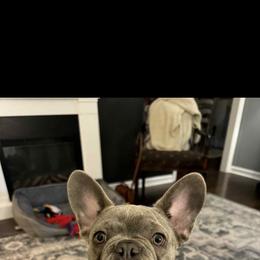 French Bulldog All Grown Up from Franklin Heights Frenchies