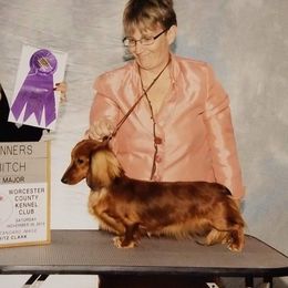 Luci - Dachshund