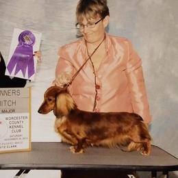Luci - Dachshund