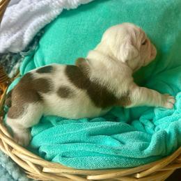 Ra - Fawn and white male Bulldog puppy in Fort White, Florida from Bullgodz English Bulldogs
