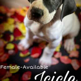 Great Dane Puppies from Sarabi’s Pride of Danes