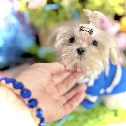 Cash - White Maltese puppy in Upland, California from Prime Paradise Kennel
