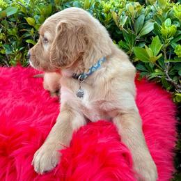 Sky - Light golden female Golden Retriever puppy in Santa Ana, California from American Golden Retrievers