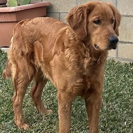 Golden Retriever puppies from Brisas Goldens