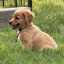 Goldendoodle Puppies from KSchott Kennels