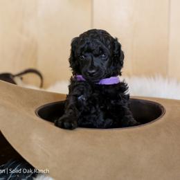 Poodle Puppies from Solid Oak Ranch