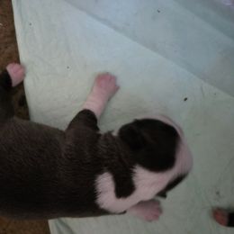 Boston Terrier Puppies from Pixie Pups