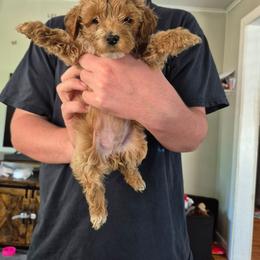 Mocha - Cafe au lait female Maltipoo puppy in Everett, Washington from Meadows Ranch