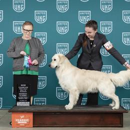 Sullivan - Golden Retriever