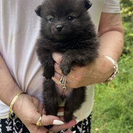 Poppy - Brindle female Pomeranian puppy in Shelby, North Carolina from Gracie's Puppies