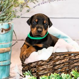 Doberman Pinscher Puppies from Imperium Dobermann Kennel