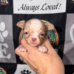 Colson - Merle male Chihuahua puppy in Palmyra, Indiana from Country Star Chihuahuas