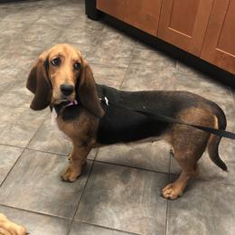 Grace - Basset Hound