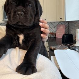 Cane Corso Puppies from Bellissima Cala Cane Corso