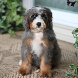 Sephora (socialization program student) - Blue merle female Bernedoodle puppy in Dundee, Ohio from Down Home Doodle