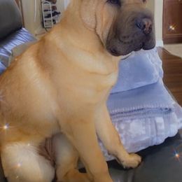 Chinese Shar-Pei from Shar Pei Love