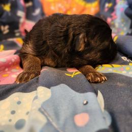 Lena - Black and red female German Shepherd puppy in Los Lunas, New Mexico from Mali's German Shepherds LLC