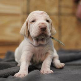 Girl 4 - White and orange female Bracco Italiano puppy in Williamsburg, Virginia from Eastern Breeze