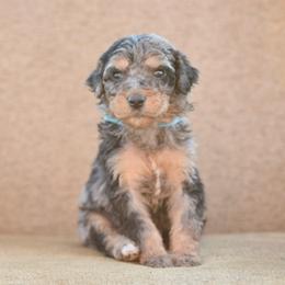 Light Blue Collar - Blue merle female Bernedoodle puppy in Scottsboro, Alabama from Dixie Land Doodles