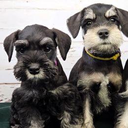 Miniature Schnauzer Puppies from Halo Schnauzer