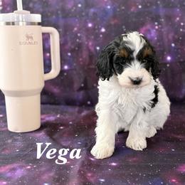 Vega - Tri-color female Cavapoo puppy in Sun City, Arizona from AZ Cavapoos