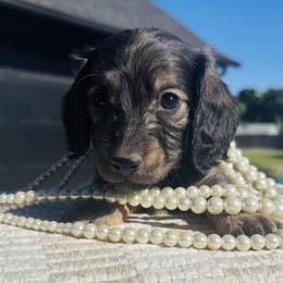 Nigel - Cream male Dachshund puppy in Altus, Oklahoma from Johnson Prairie Pups