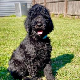 Reina - Black female Goldendoodle puppy in Macclenny, Florida from Davis's Doodles