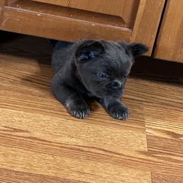 French Bulldog Puppies from Kristen Fifer
