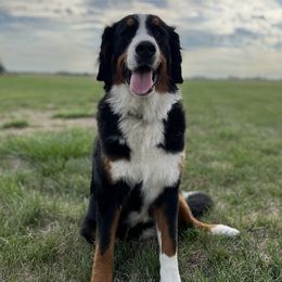 Lousie - Bernese Mountain Dog