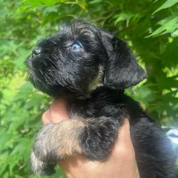 Luka - Black and silver male Miniature Schnauzer puppy in Grayson, Kentucky from Seventh Heaven Schnauzers