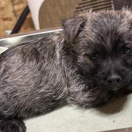 Grey collar boy - Brindle male Cairn Terrier puppy in Hastings, Nebraska from D & J SCOTTIES AND CAIRNS & Miniature Long haired Dachshunds
