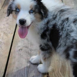 Miniature Australian Shepherd Puppies from Alexander Canines