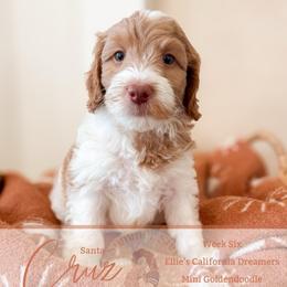 Cruz - Parti male Goldendoodle puppy in California City, California from Summer Sun Doodles