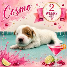 Cosmo - Parti female Goldendoodle puppy in Hendersonville, North Carolina from Kim's Cove