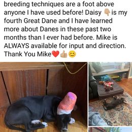 Great Dane Puppies from F&B Kennels