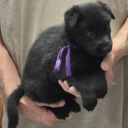 Girl 2 Violet - Sable female German Shepherd puppy in Lake George, Colorado from High Country German Shepherds