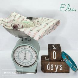 Elsa - Light golden female Golden Retriever puppy in Carthage, Missouri from SDG Goldens