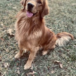 Moonshine - Golden Retriever
