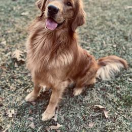 Moonshine - Golden Retriever