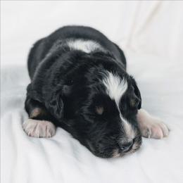 Boy 3 Blue - Black tri-color male Australian Shepherd puppy in Yakima, Washington from Naches Heights Ranch